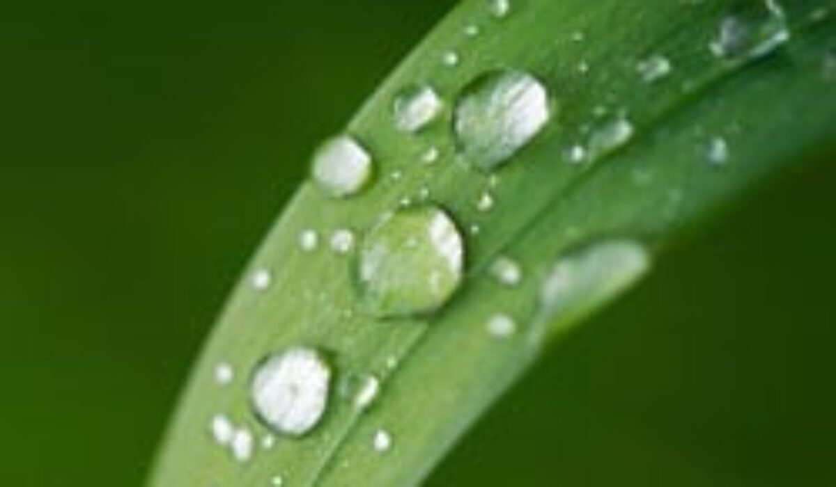 Time to think again about biotech plants and foods