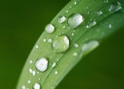 Time to think again about biotech plants and foods