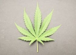 From the Margins to the Mainstream: Marijuana