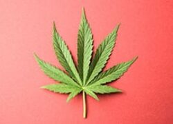 From the Margins to the Mainstream: Marijuana