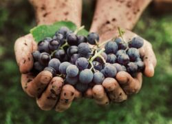 Grape to Bottle