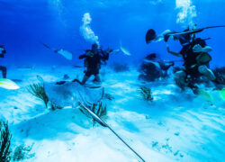 الحصول على  جنسية أنتيغا  وباربودا